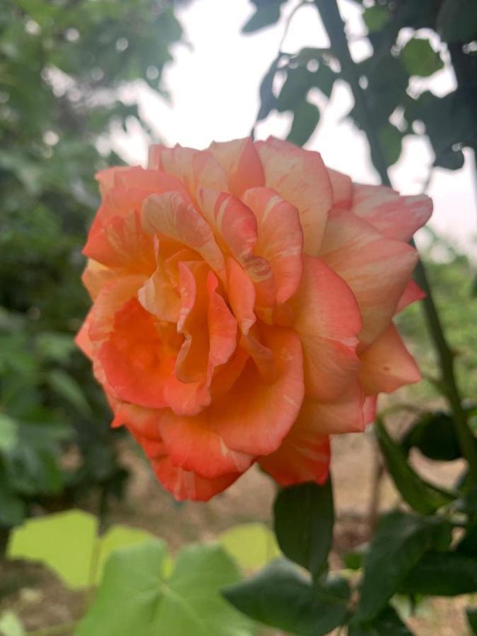 הוילה צ'לייה מספיקה Il Giardino Degli Antichi Sapori מראה חיצוני תמונה