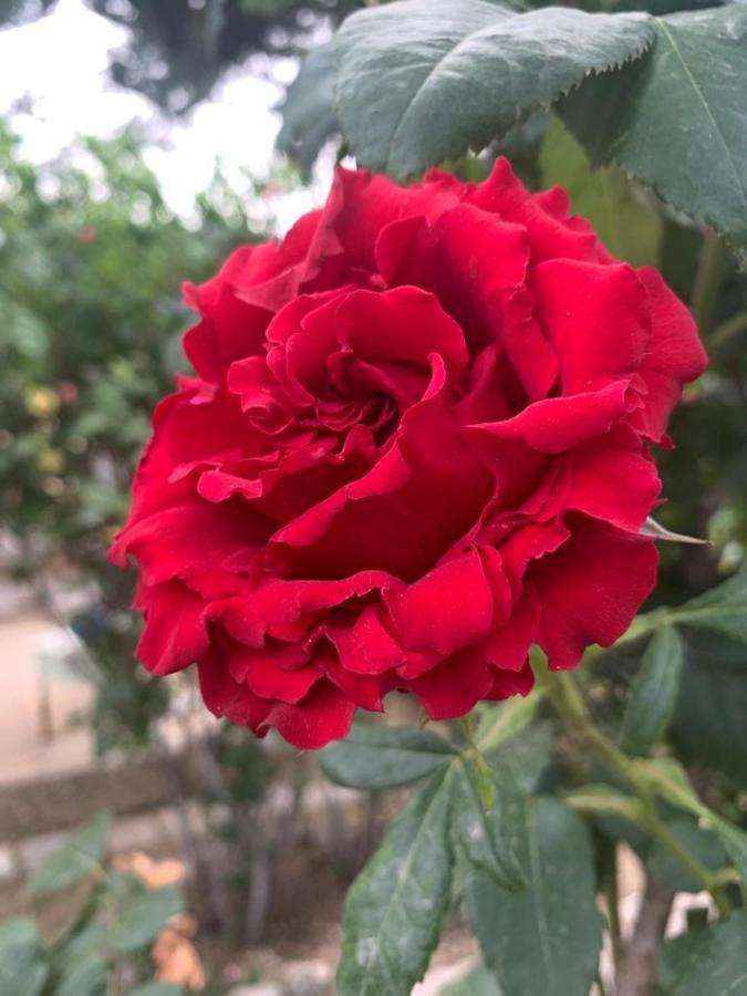 הוילה צ'לייה מספיקה Il Giardino Degli Antichi Sapori מראה חיצוני תמונה