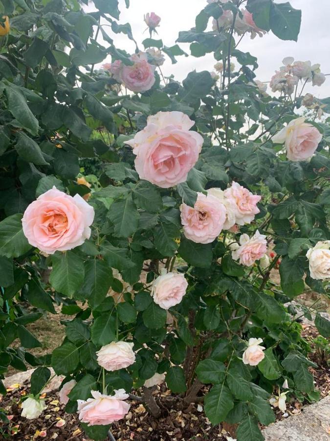 הוילה צ'לייה מספיקה Il Giardino Degli Antichi Sapori מראה חיצוני תמונה