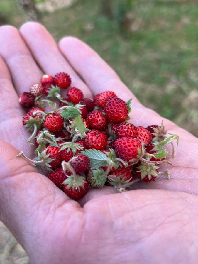 הוילה צ'לייה מספיקה Il Giardino Degli Antichi Sapori מראה חיצוני תמונה