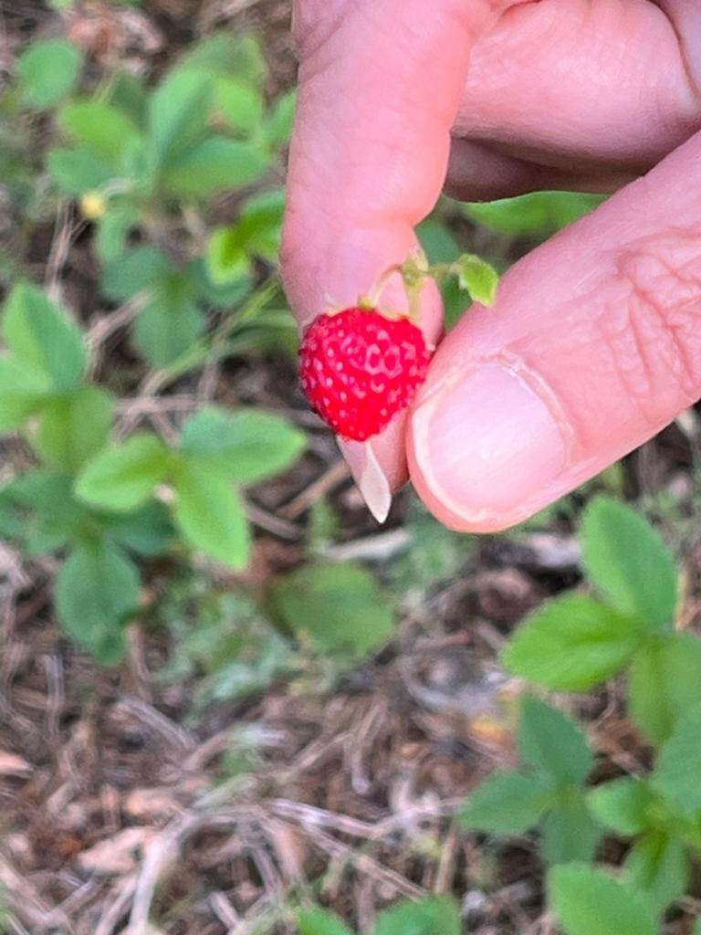 הוילה צ'לייה מספיקה Il Giardino Degli Antichi Sapori מראה חיצוני תמונה