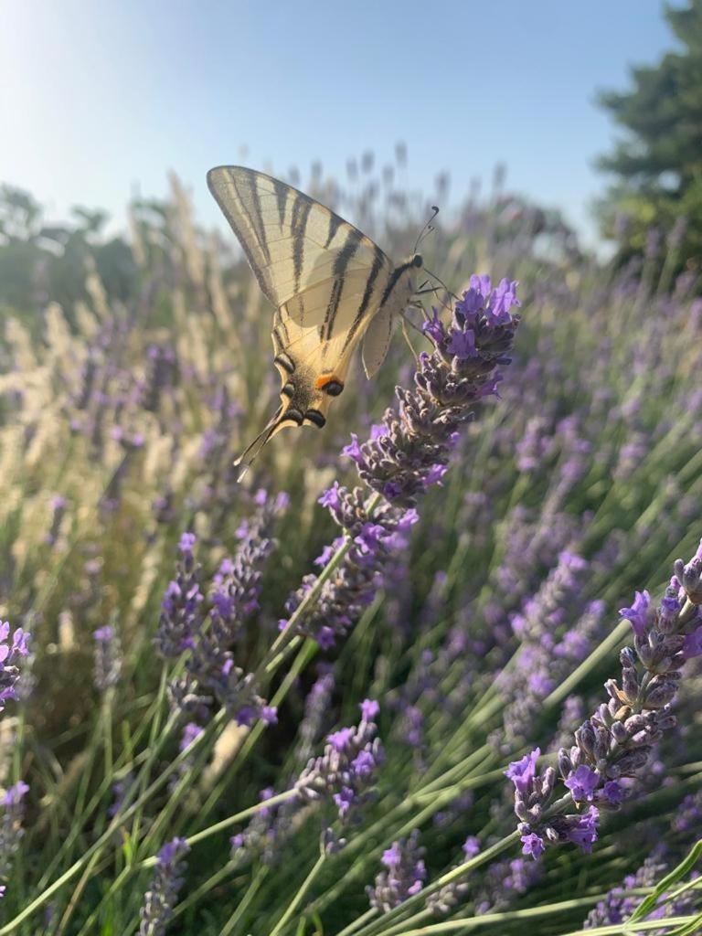 הוילה צ'לייה מספיקה Il Giardino Degli Antichi Sapori מראה חיצוני תמונה